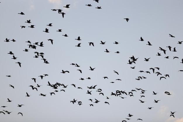 pato selvagem na natureza, ave migratória, migração sazonal