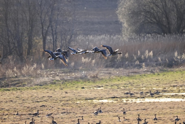 pato selvagem na natureza, ave migratória, migração sazonal