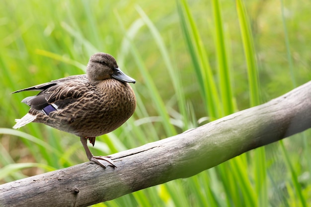 Pato selvagem na natureza