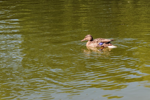 Pato selvagem na superfície do lago