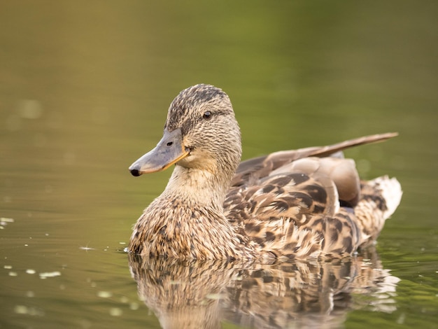 Pato selvagem nadando em um lago