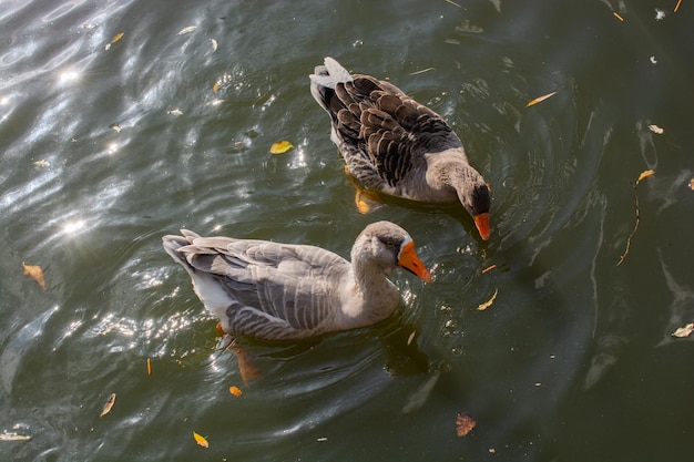 Pato selvagem nadando na lagoa