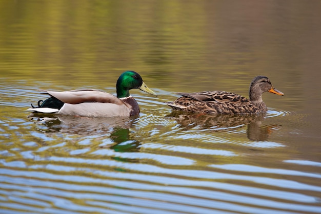 Pato selvagem nadando no lago