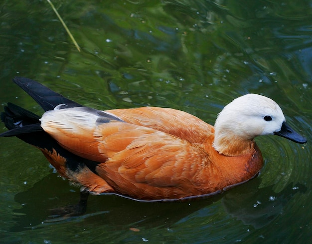 Pato selvagem nadando perto da câmera