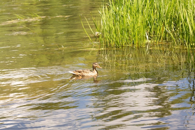 Pato selvagem orgânico no foco seletivo da lagoa