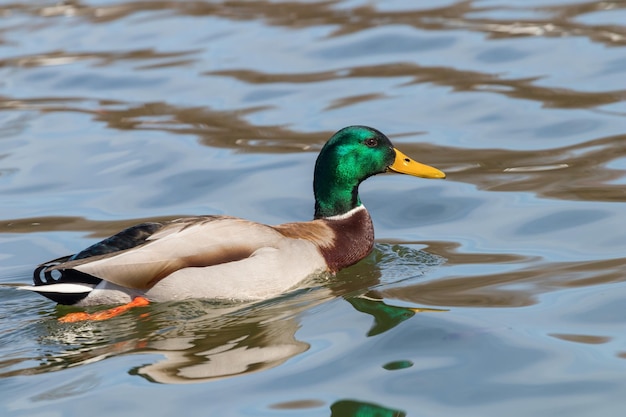 Pato selvagem pato-real anas platyrhynchos. pato masculino.