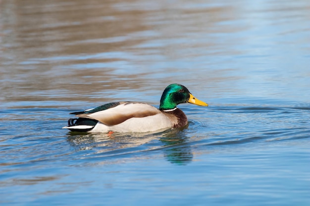 Pato selvagem Pato-real Anas platyrhynchos. Pato Masculino.