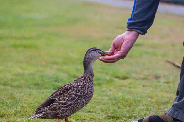 Pato selvagem sendo alimentado manualmente na grama