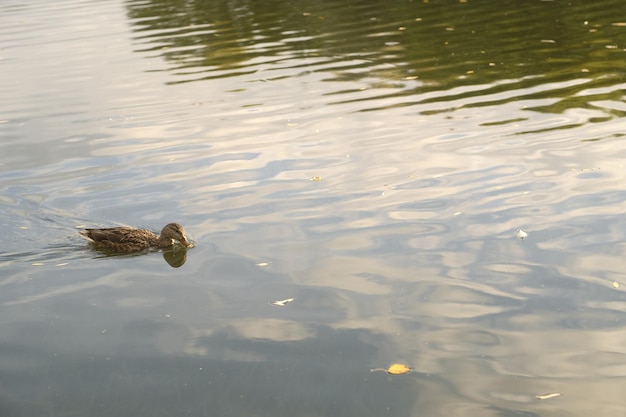 Pato selvagem solitário nadando no lago Aves aquáticas nadando rápido na água