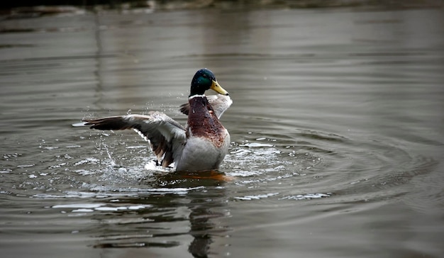 pato selvagem tomando banho no rio