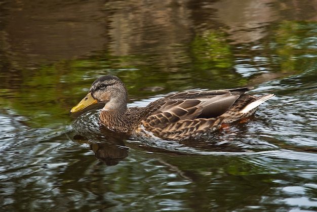 Foto pato selvagem