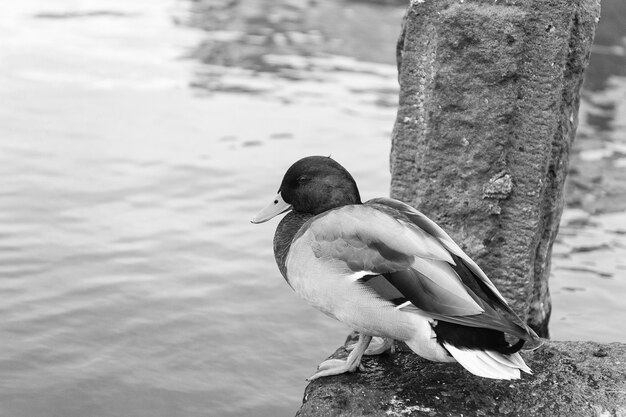 Pato sentarse en el agua en reykjavik islandia Pato real con cabeza verde y pico amarillo Aves acuáticas en la costa al aire libre Animal en la vida silvestre y la naturaleza salvaje