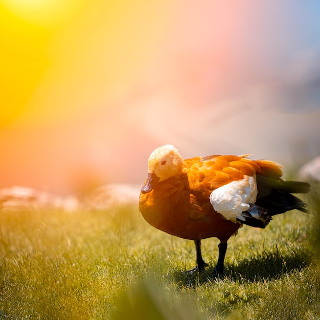 El pato se sienta en el césped junto al lago bajo los rayos del sol.