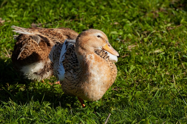 Un pato se sienta en la hierba de un campo.