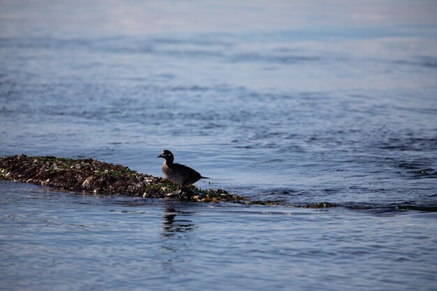 Un pato se sienta en una roca en el agua.