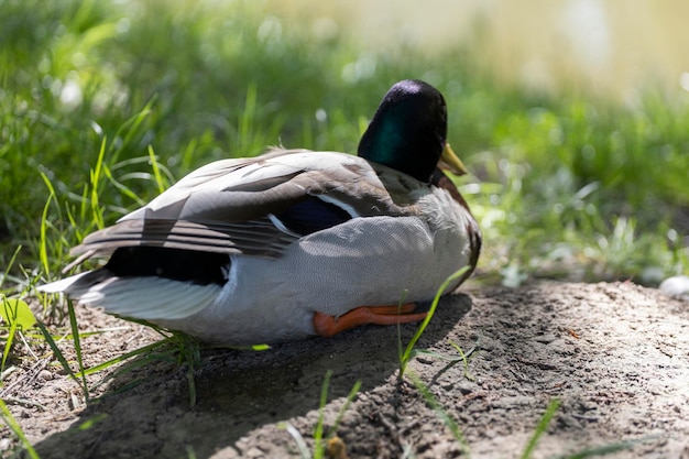 Un pato se sienta en una roca en la hierba.