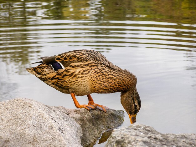 pato se sienta en una roca