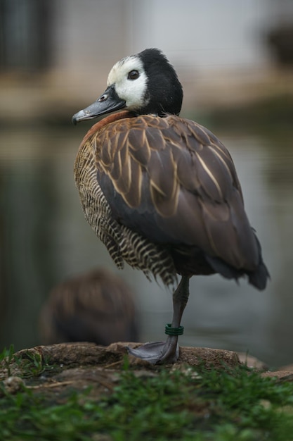 Pato silbador de cara blanca