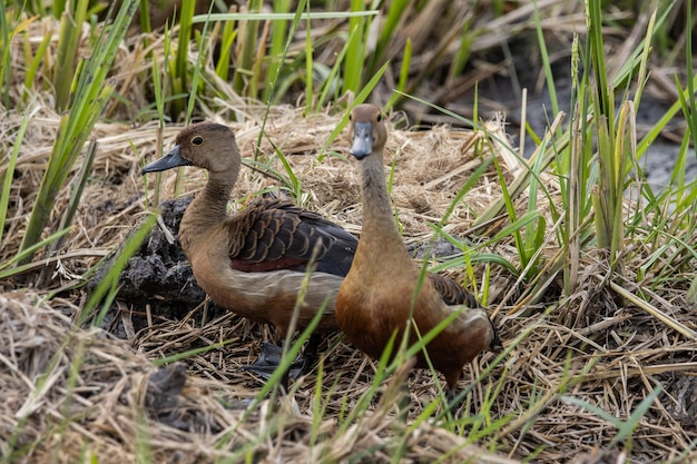 Foto el pato silbador menor en el retrato de un animal en el suelo