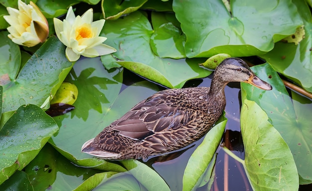 Pato silvestre divertido y loto de agua en flor en la mañana después de la lluvia en el estanque