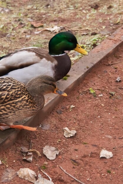 Pato sobre hierba amarilla seca en otoño