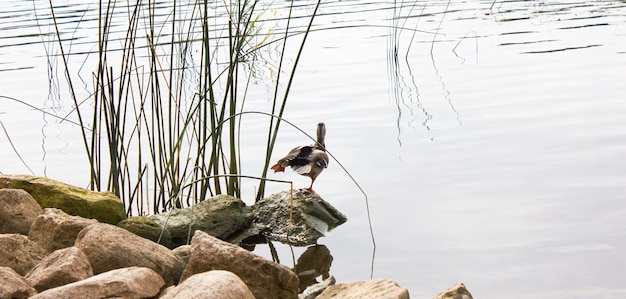 Pato sobre una piedra Pato salvaje cerca del estanque