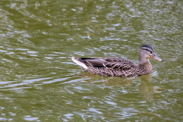 Un pato solitario nada en un estanque de la ciudad. Vida salvaje en la ciudad.