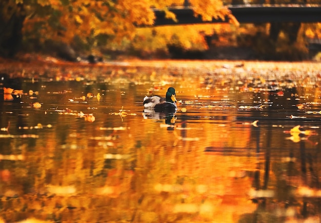 Pato solitário nadando em um lago com muitas folhas em um parque de outono