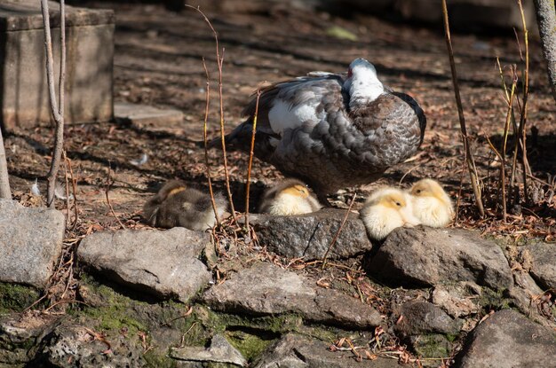 Un pato con sus patitos en una roca.