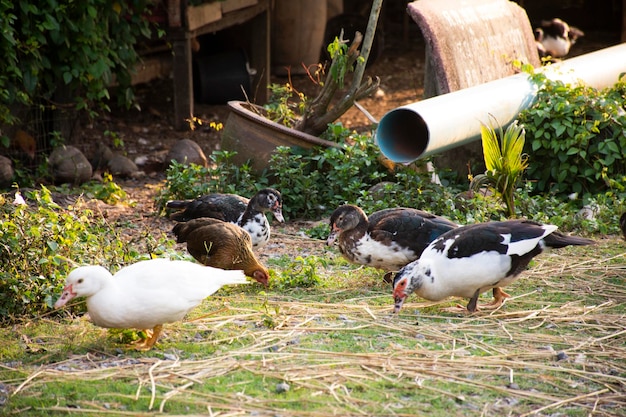 Pato tailandês local doméstico e família de patos moscovitas caminhando encontram alimentação no chão da grama no parque do jardim no período da manhã na zona rural em Phatthalung, Tailândia