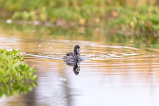 Foto pato-tufado - aythya fuligula - ave fêmea nadando em um lago