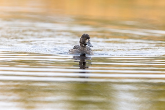 Pato-tufado - Aythya fuligula - ave fêmea nadando em um lago