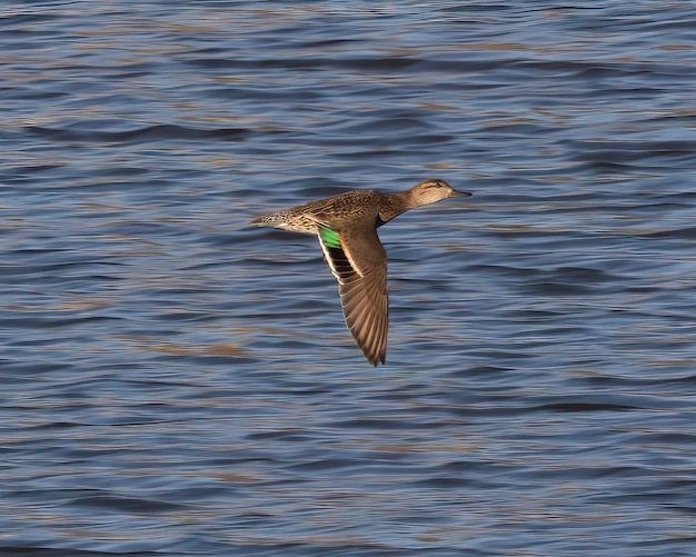 Foto pato verde azulado hembra volando sobre un lago con las alas hacia abajo