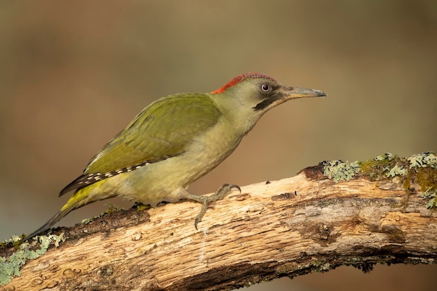 Pato verde fêmea em uma floresta de carvalhos e faias da Euro-Sibéria com as últimas luzes