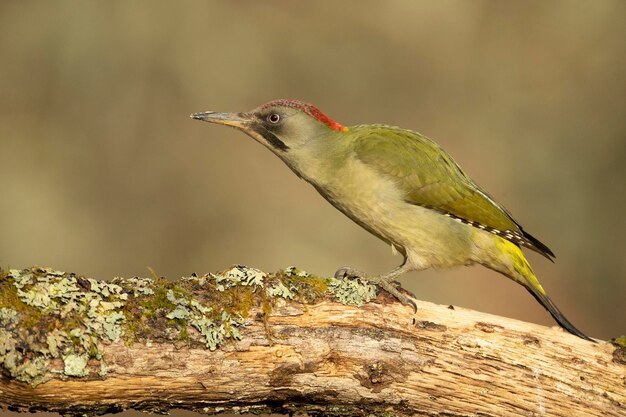 Pato verde fêmea em uma floresta de carvalhos e faias da Euro-Sibéria com as últimas luzes