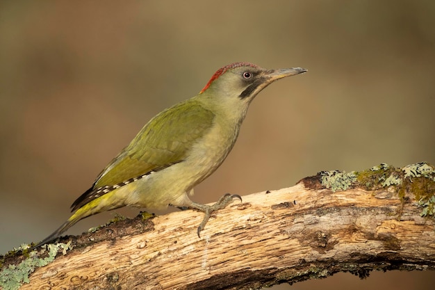 Pato verde fêmea em uma floresta de carvalhos e faias da Euro-Sibéria com as últimas luzes