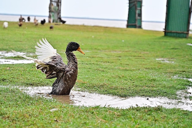 Pato voador na terra