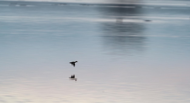 Pato volando sobre el lago con reflecion de árbol