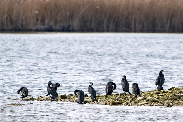 Patos a nadar na água