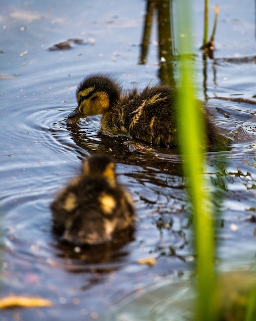 Foto patos a nadar no lago