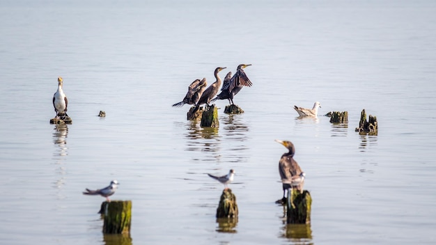 Patos a nadar no lago