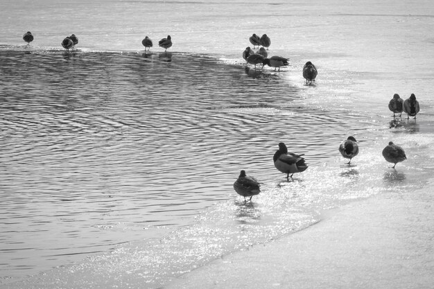 Foto patos a nadar no lago