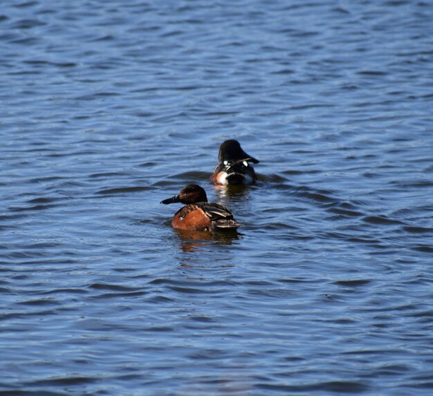 Foto patos a nadar no lago