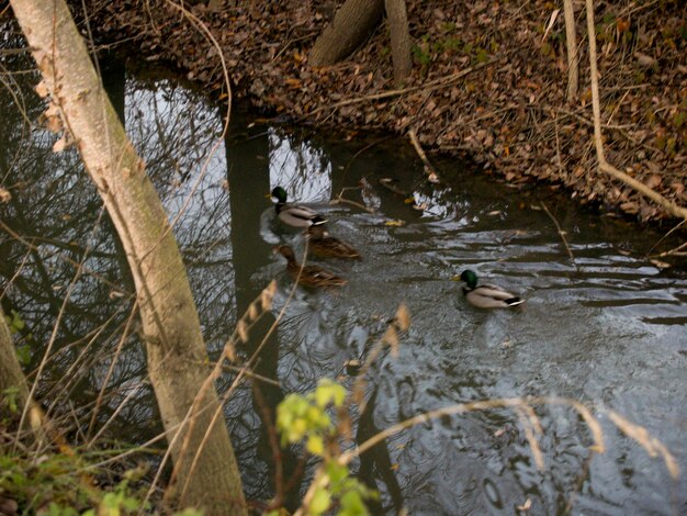 Foto patos a nadar no lago