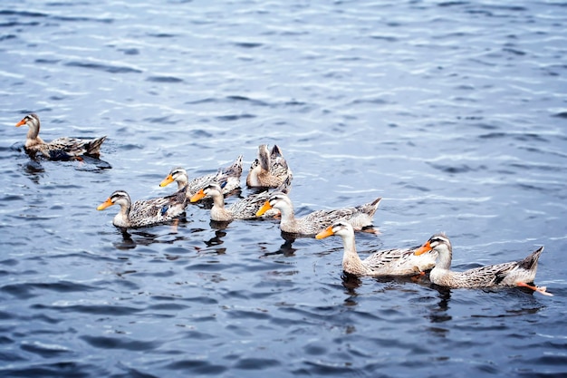 Patos a nadar no lago