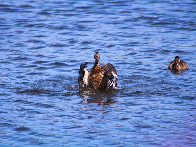 Foto patos a nadar no lago