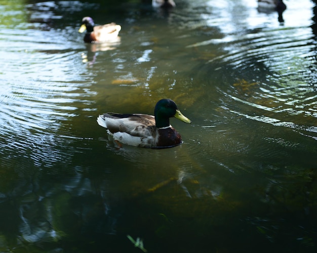 Foto patos a nadar no lago