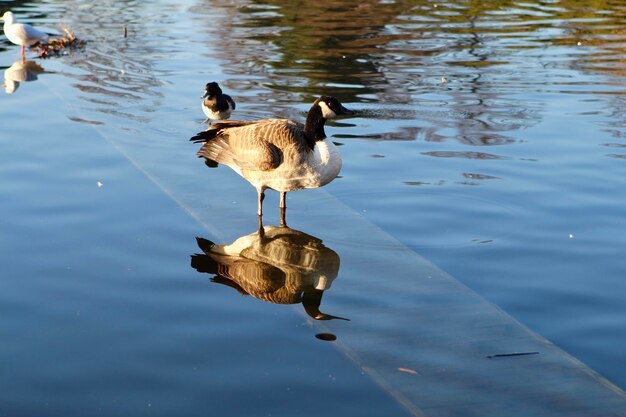 Foto patos a nadar no lago