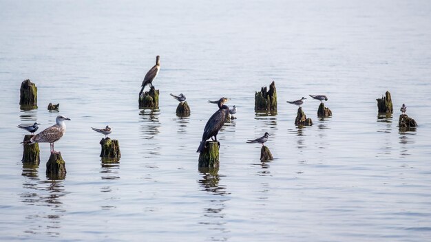 Patos a nadar no lago