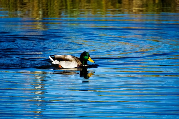 Foto patos a nadar num lago